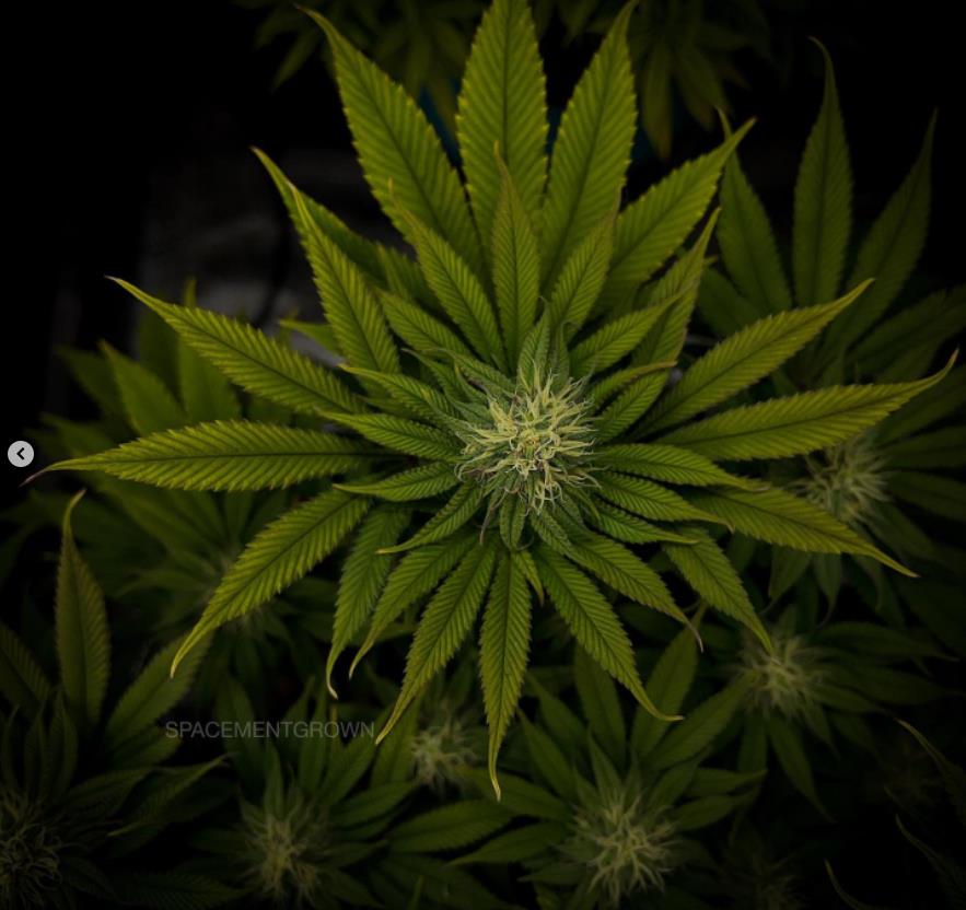 grow-with-medicgrow-smart8-spacementgrown-day28flower-8.jpg