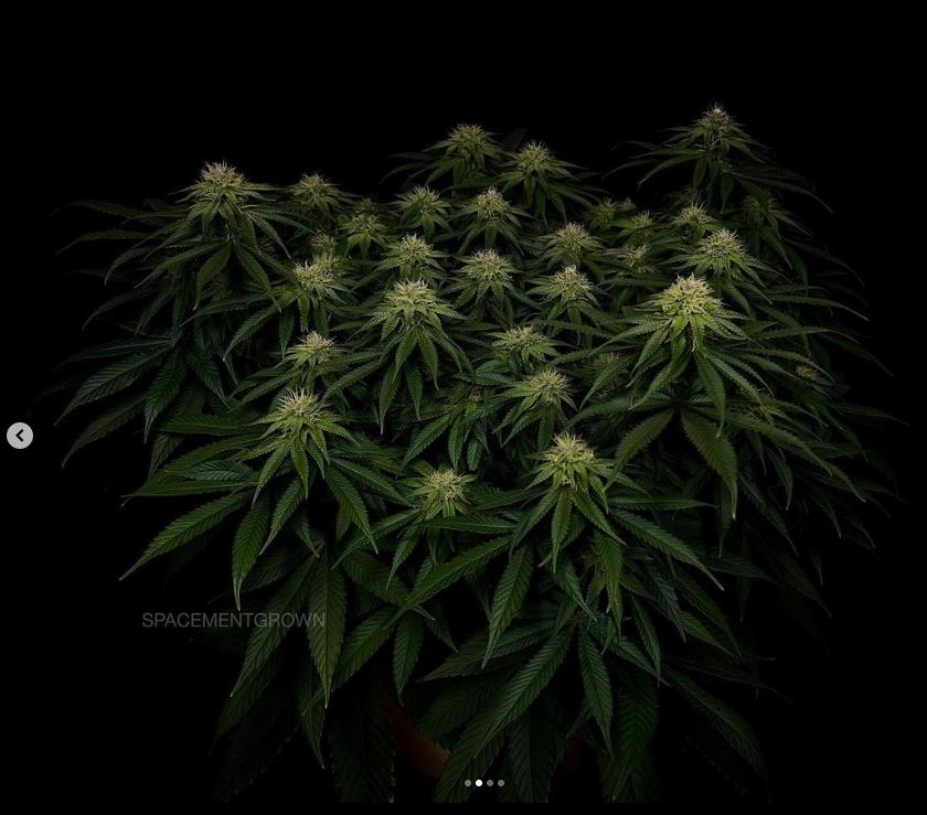 grow-with-medicgrow-smart8-spacementgrown-day30flower-10.jpg