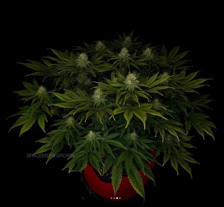 grow-with-medicgrow-smart8-spacementgrown-day30flower-11.jpg