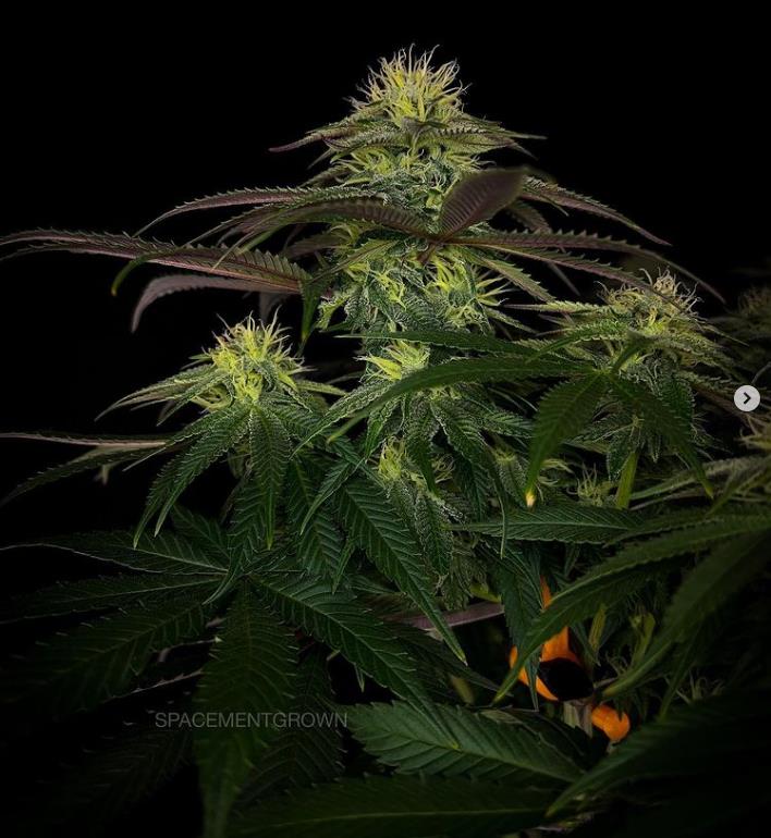 grow-with-medicgrow-smart8-spacementgrown-day30flower-13.jpg