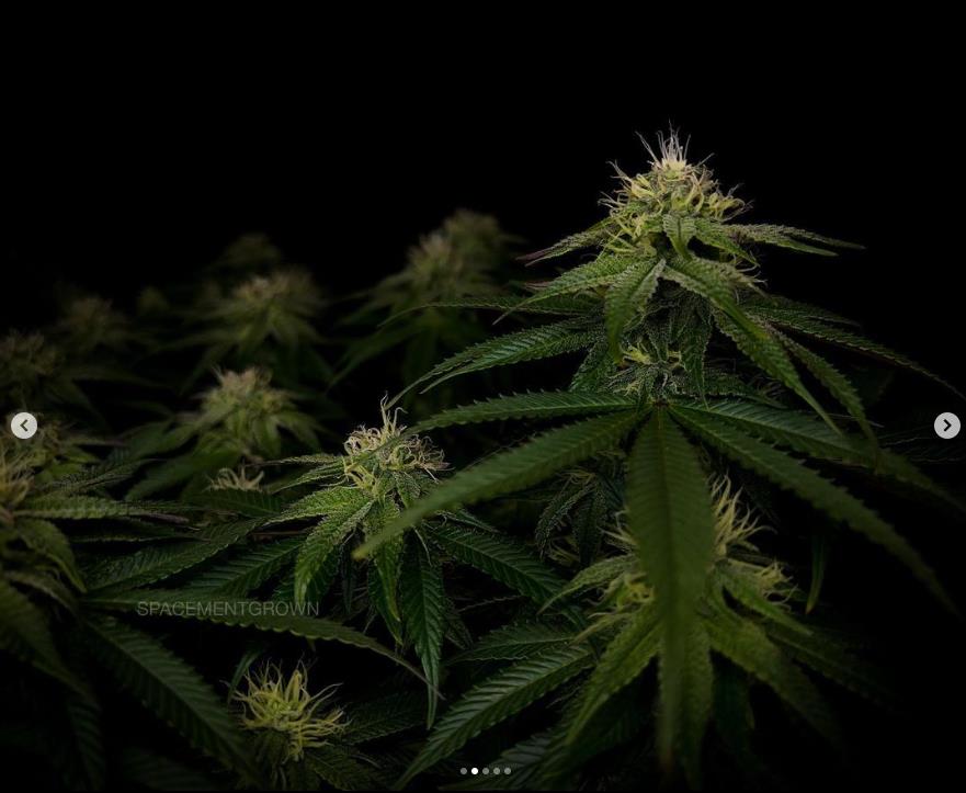 grow-with-medicgrow-smart8-spacementgrown-day30flower-18.jpg