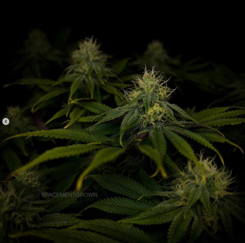 grow-with-medicgrow-smart8-spacementgrown-day30flower-32.jpg