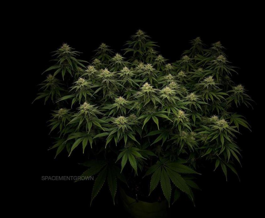 grow-with-medicgrow-smart8-spacementgrown-day30flower-9.jpg