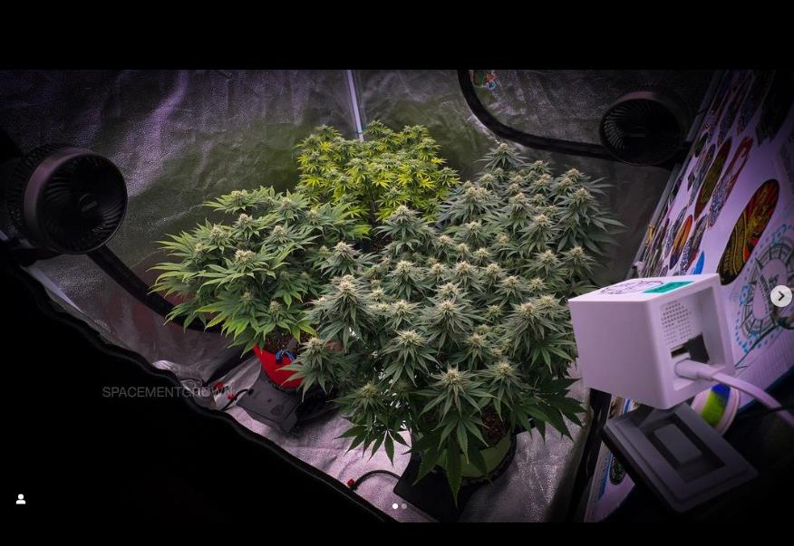 grow-with-medicgrow-smart8-spacementgrown-day32flower.jpg