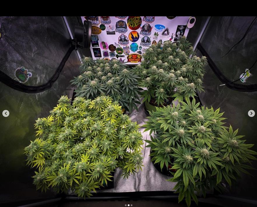 grow-with-medicgrow-smart8-spacementgrown-day35flower-2.jpg