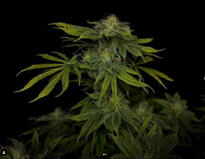 grow-with-medicgrow-smart8-spacementgrown-day36flower-1.jpg