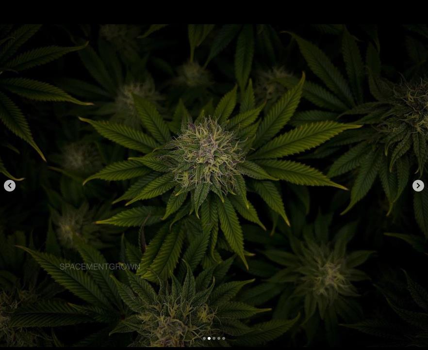 grow-with-medicgrow-smart8-spacementgrown-day36flower-11.jpg