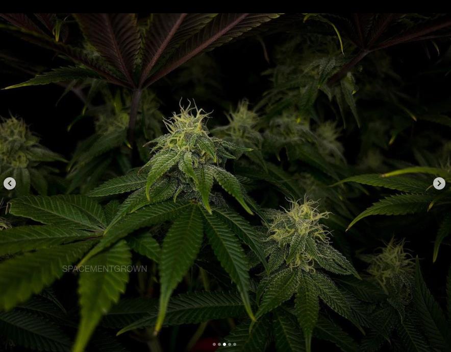 grow-with-medicgrow-smart8-spacementgrown-day36flower-12.jpg