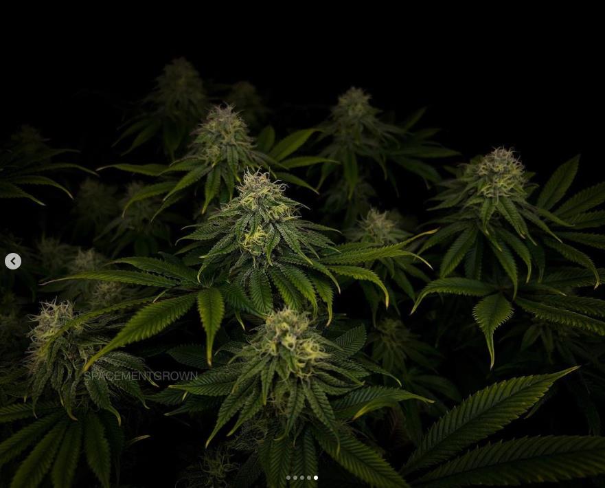 grow-with-medicgrow-smart8-spacementgrown-day36flower-14.jpg