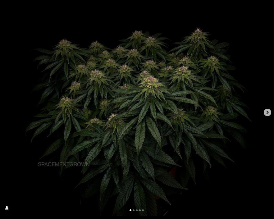 grow-with-medicgrow-smart8-spacementgrown-day36flower-15.jpg