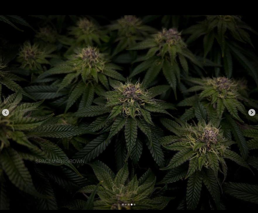 grow-with-medicgrow-smart8-spacementgrown-day36flower-18.jpg