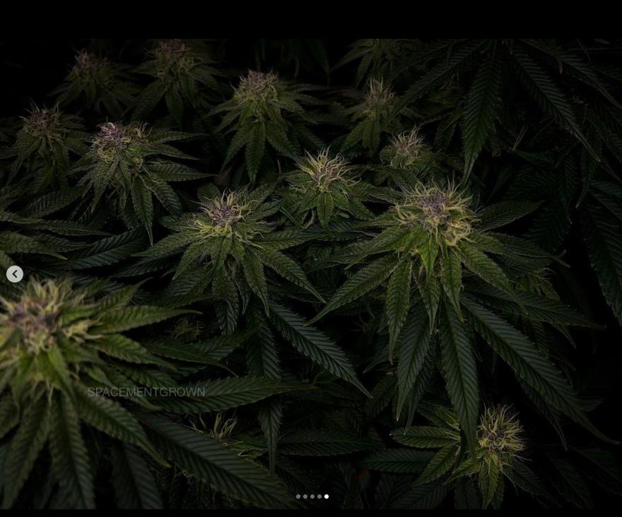 grow-with-medicgrow-smart8-spacementgrown-day36flower-19.jpg