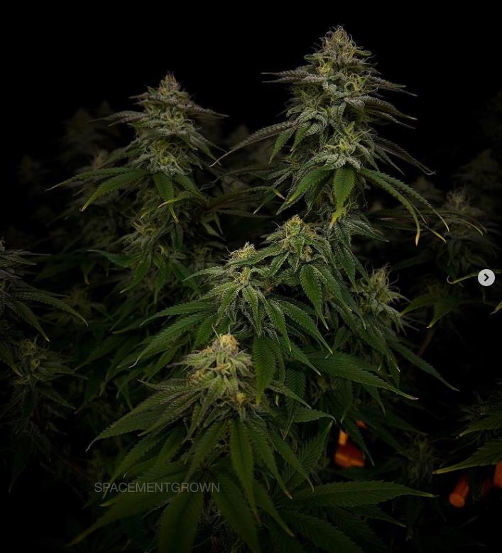 grow-with-medicgrow-smart8-spacementgrown-day36flower-20.jpg