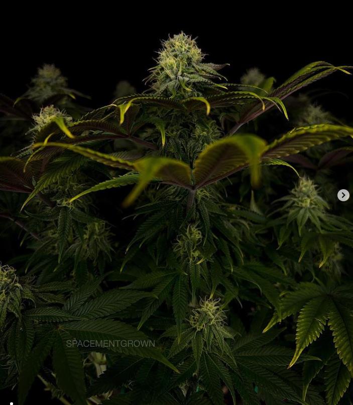 grow-with-medicgrow-smart8-spacementgrown-day36flower-23.jpg