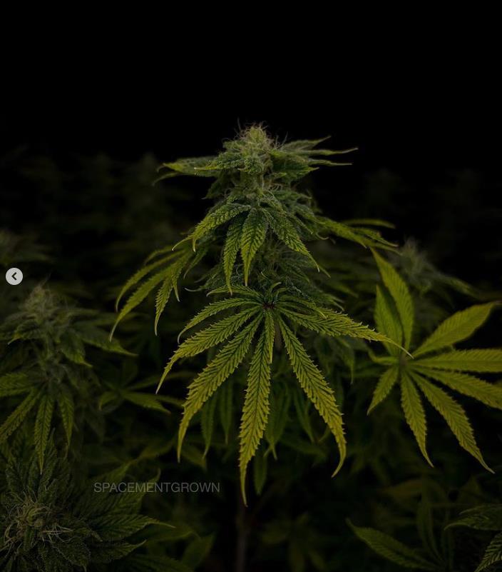 grow-with-medicgrow-smart8-spacementgrown-day36flower-29.jpg