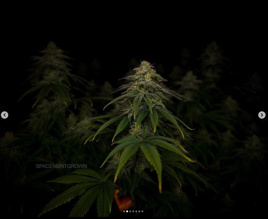 grow-with-medicgrow-smart8-spacementgrown-day36flower-31.jpg