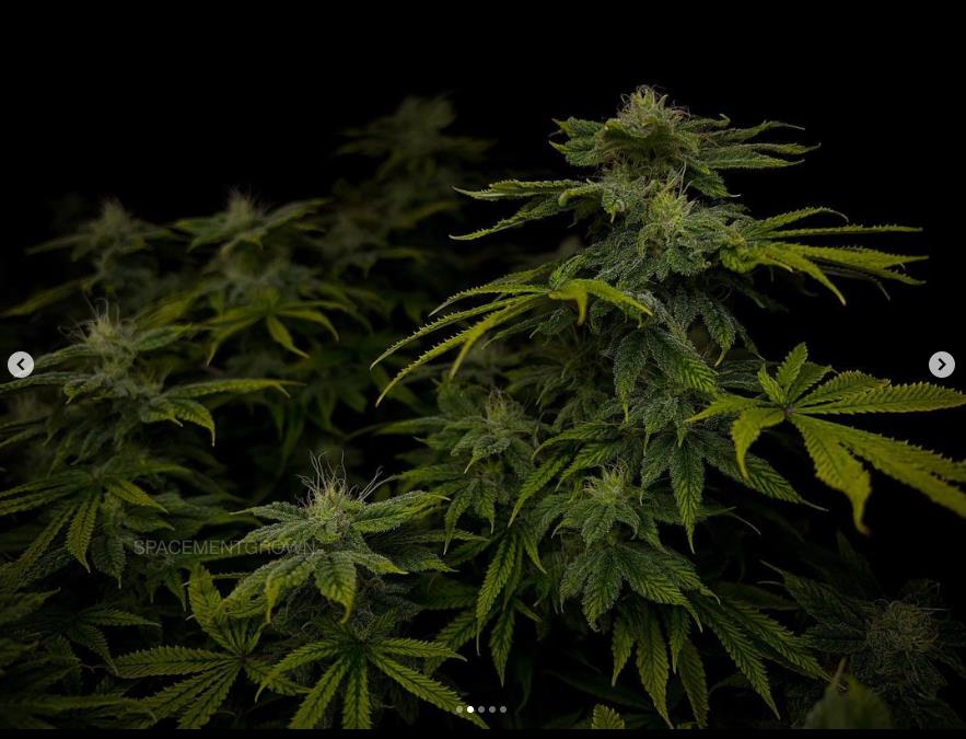 grow-with-medicgrow-smart8-spacementgrown-day36flower-6.jpg