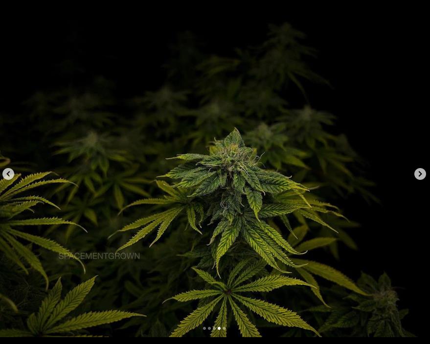 grow-with-medicgrow-smart8-spacementgrown-day36flower-8.jpg