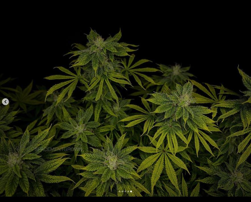 grow-with-medicgrow-smart8-spacementgrown-day36flower-9.jpg