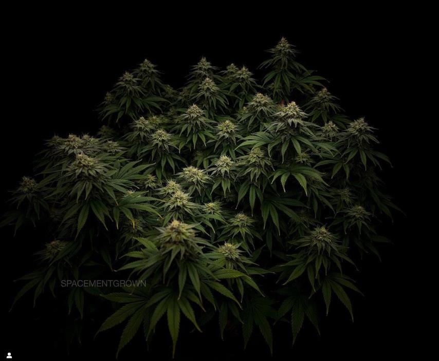 grow-with-medicgrow-smart8-spacementgrown-day36flower.jpg