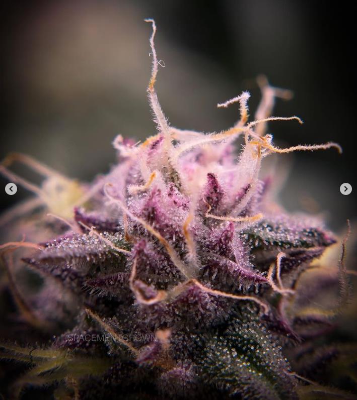 grow-with-medicgrow-smart8-spacementgrown-day39-1.jpg