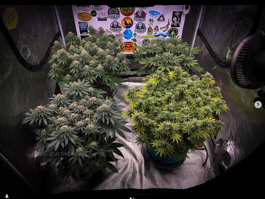 grow-with-medicgrow-smart8-spacementgrown-day39-2.jpg