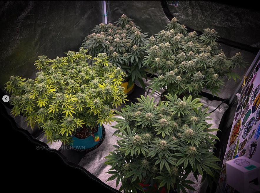 grow-with-medicgrow-smart8-spacementgrown-day39-3.jpg