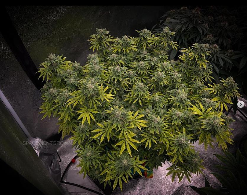 grow-with-medicgrow-smart8-spacementgrown-day40-5.jpg