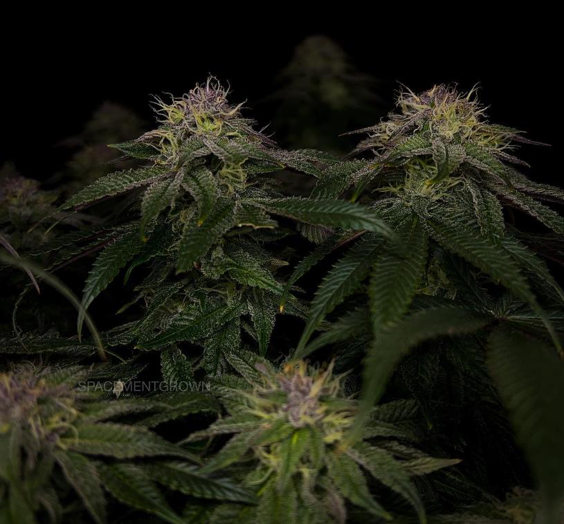 grow-with-medicgrow-smart8-spacementgrown-day42-10.jpg