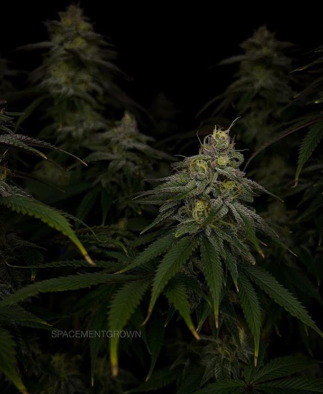 grow-with-medicgrow-smart8-spacementgrown-day42-15.jpg