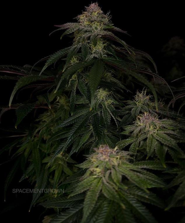 grow-with-medicgrow-smart8-spacementgrown-day42-18.jpg