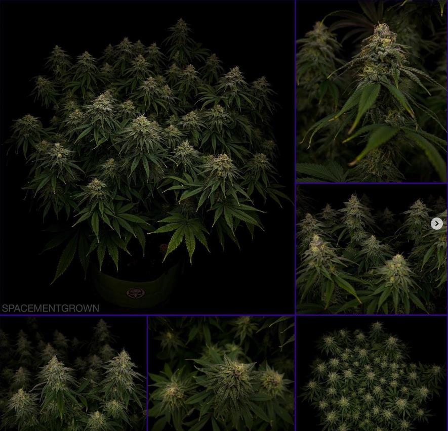 grow-with-medicgrow-smart8-spacementgrown-day42-20.jpg