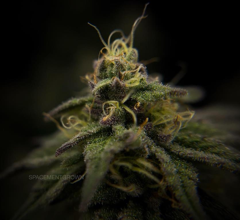 grow-with-medicgrow-smart8-spacementgrown-day42-33.jpg