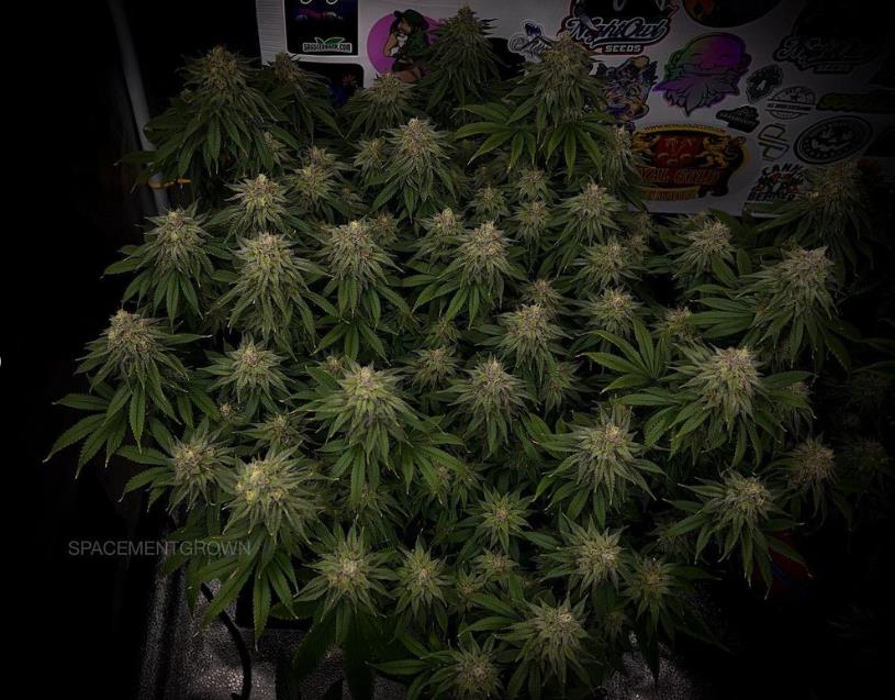 grow-with-medicgrow-smart8-spacementgrown-day47-13.jpg