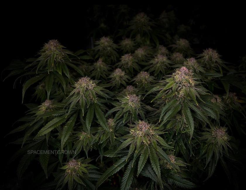 grow-with-medicgrow-smart8-spacementgrown-day47-15.jpg