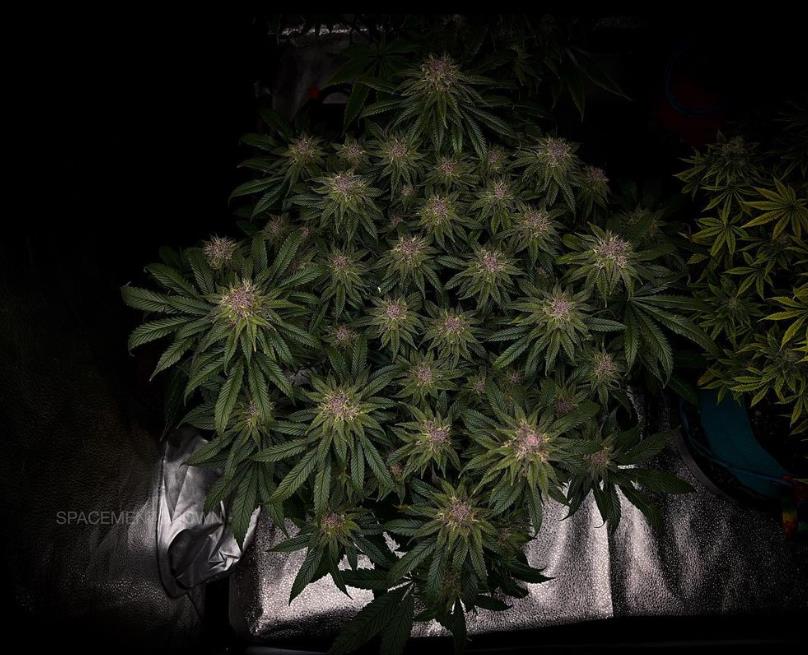 grow-with-medicgrow-smart8-spacementgrown-day47-18.jpg