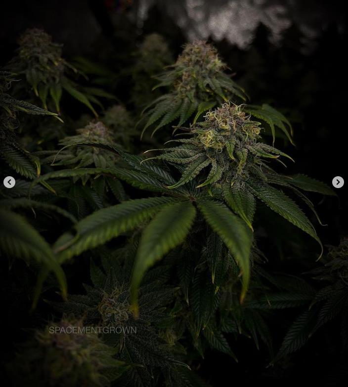 grow-with-medicgrow-smart8-spacementgrown-day47-21.jpg