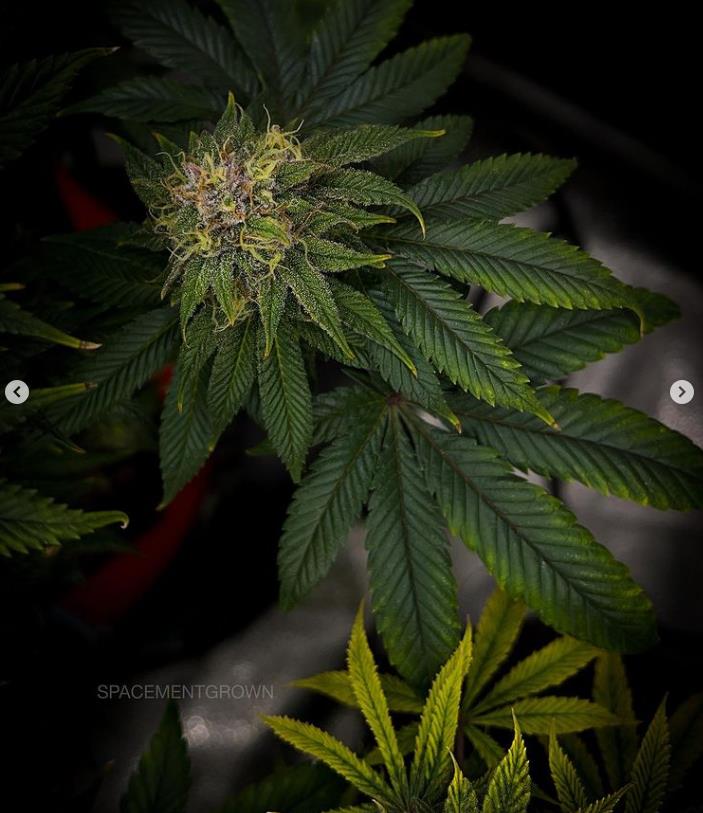 grow-with-medicgrow-smart8-spacementgrown-day47-22.jpg