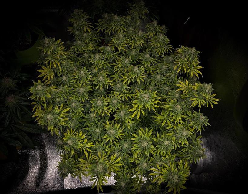 grow-with-medicgrow-smart8-spacementgrown-day47-24.jpg