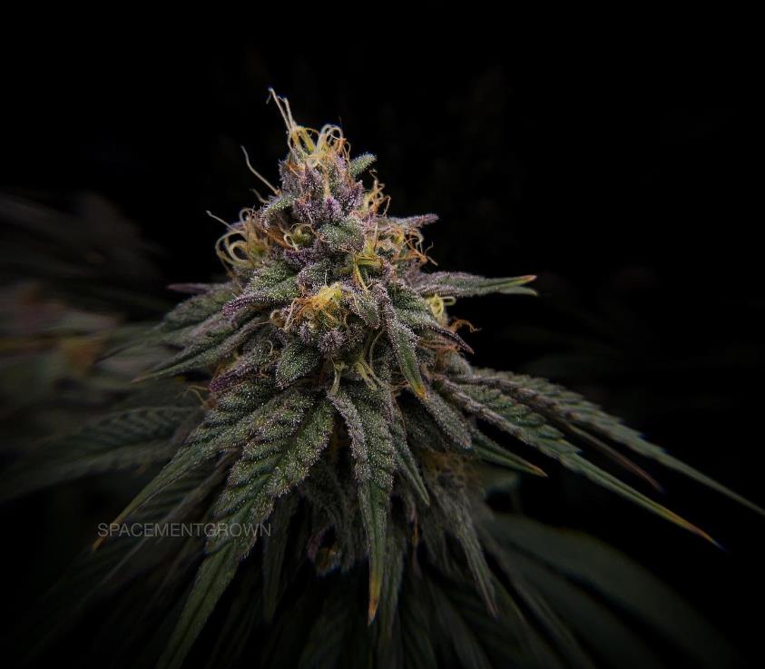 grow-with-medicgrow-smart8-spacementgrown-day47-25.jpg