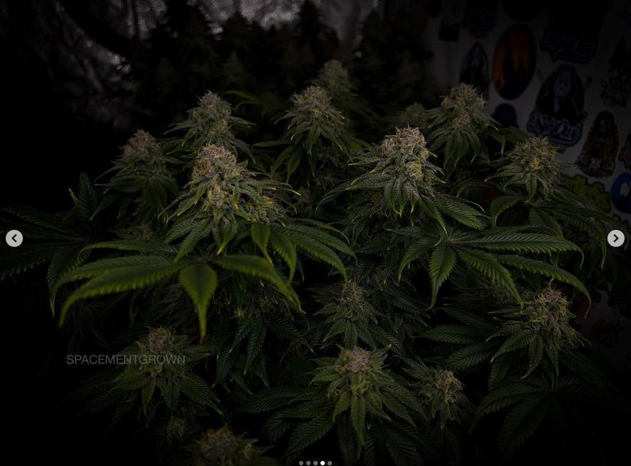 grow-with-medicgrow-smart8-spacementgrown-day47-3.jpg