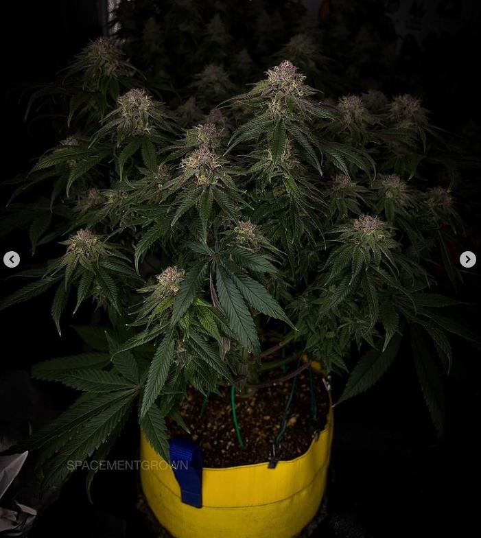 grow-with-medicgrow-smart8-spacementgrown-day47-32.jpg