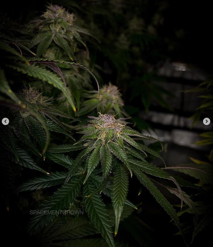 grow-with-medicgrow-smart8-spacementgrown-day47-33.jpg