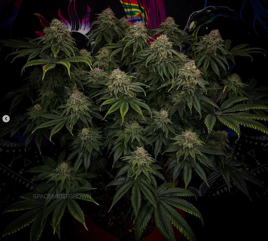 grow-with-medicgrow-smart8-spacementgrown-day47-35.jpg