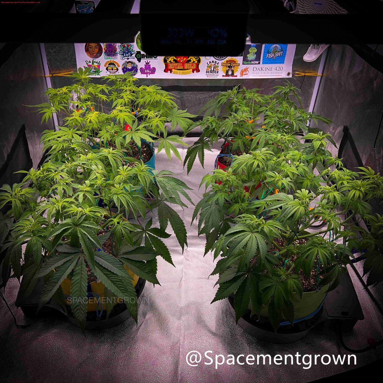 grow-with-medicgrow-smart8-spacementgrown-day49-1.jpg