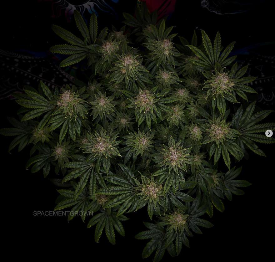 grow-with-medicgrow-smart8-spacementgrown-day49-10.jpg