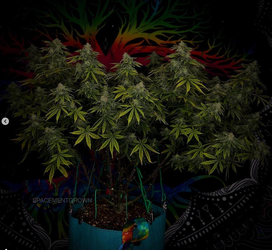 grow-with-medicgrow-smart8-spacementgrown-day49-13.jpg