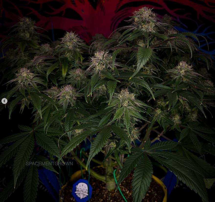 grow-with-medicgrow-smart8-spacementgrown-day49-15.jpg