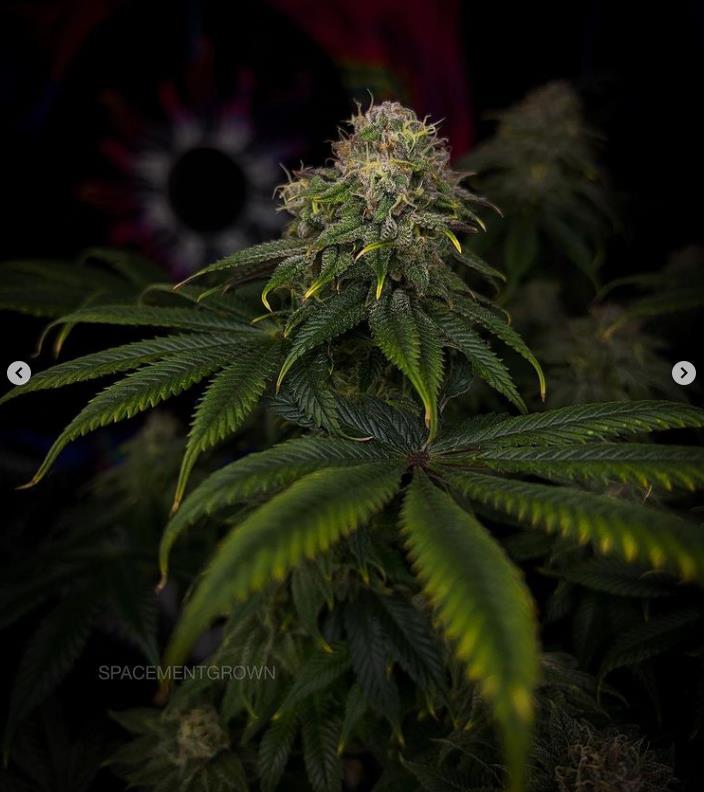 grow-with-medicgrow-smart8-spacementgrown-day49-19.jpg