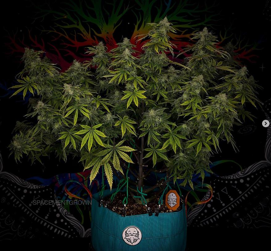 grow-with-medicgrow-smart8-spacementgrown-day49-2.jpg